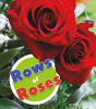 Rows_of_roses