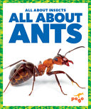 All_about_ants